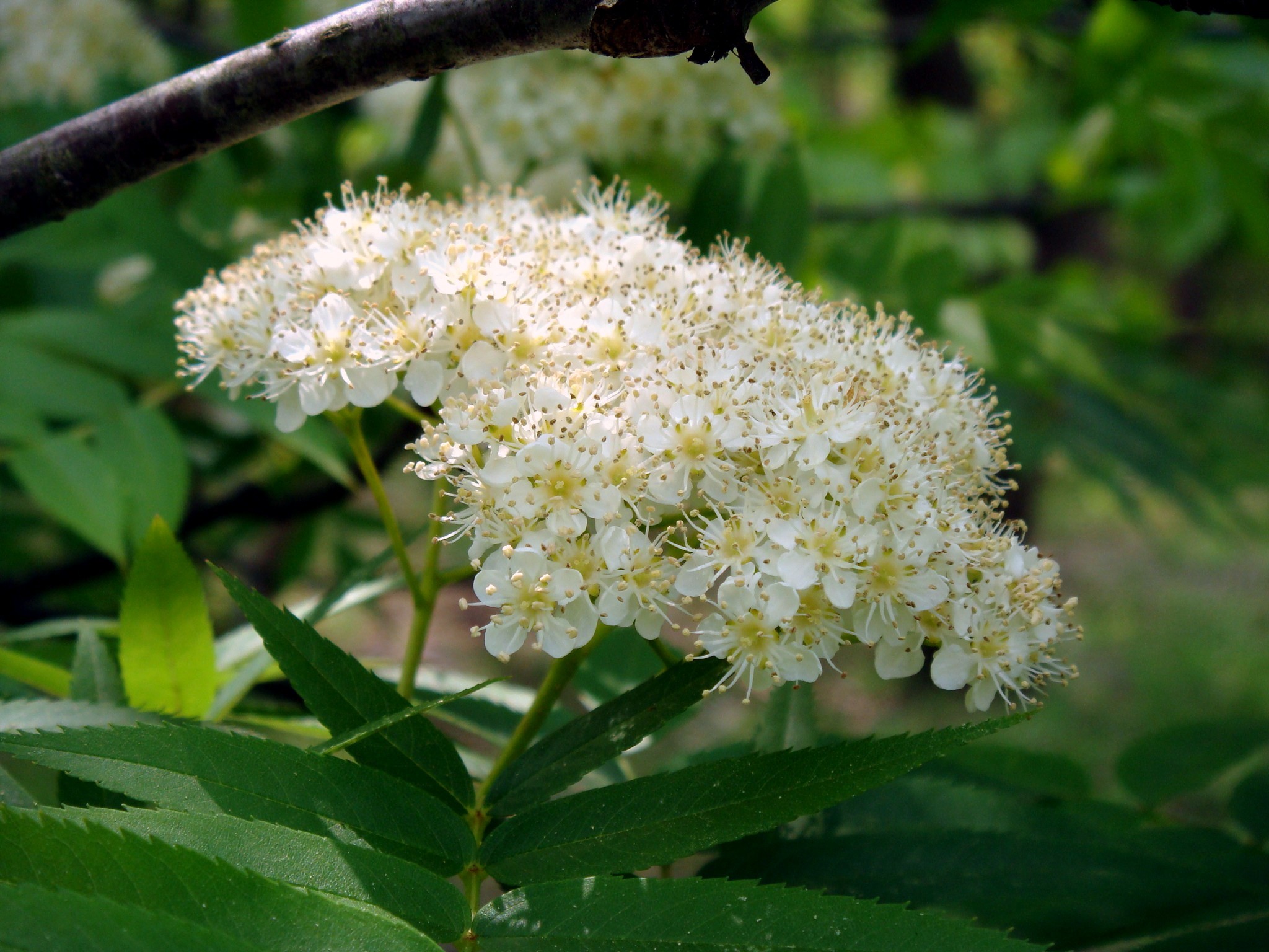 Sorbus commixta Hedlund